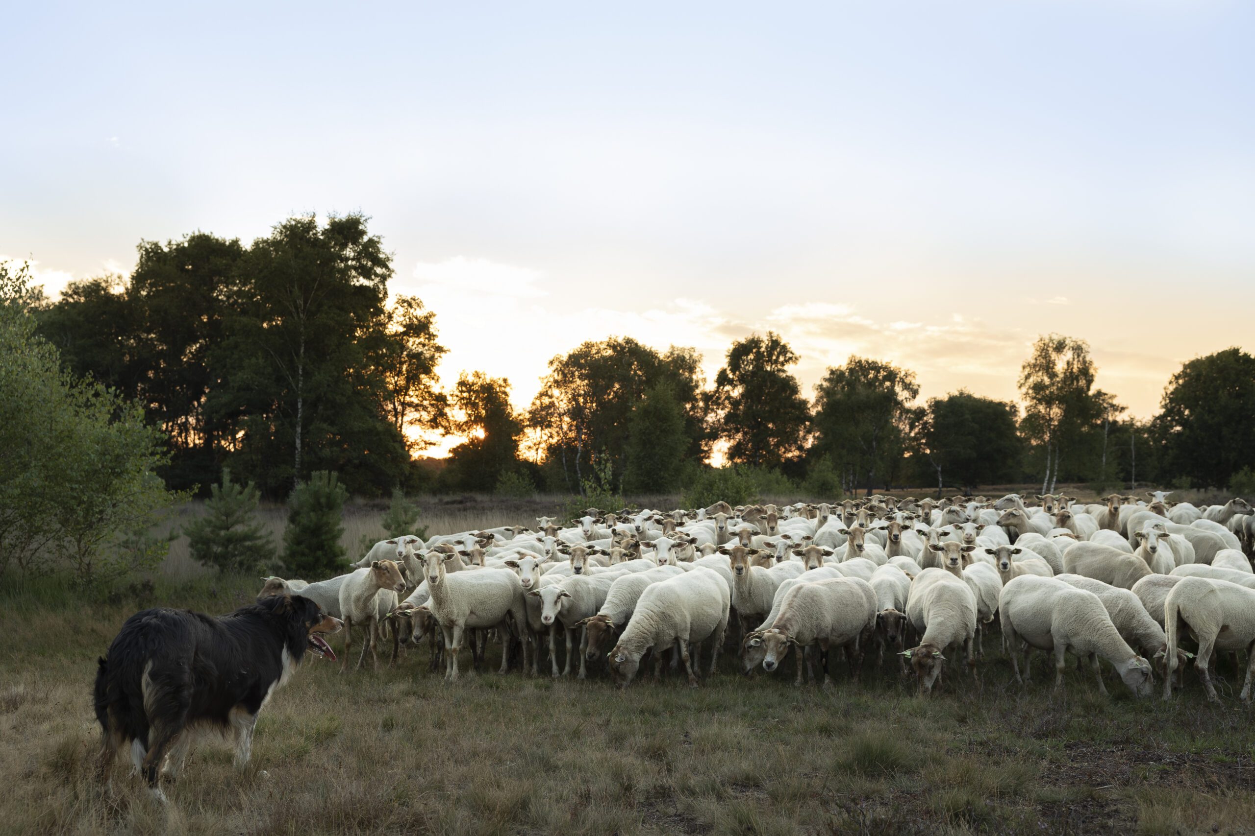 De Kempische heideschapen op de Strabrechtse Heide